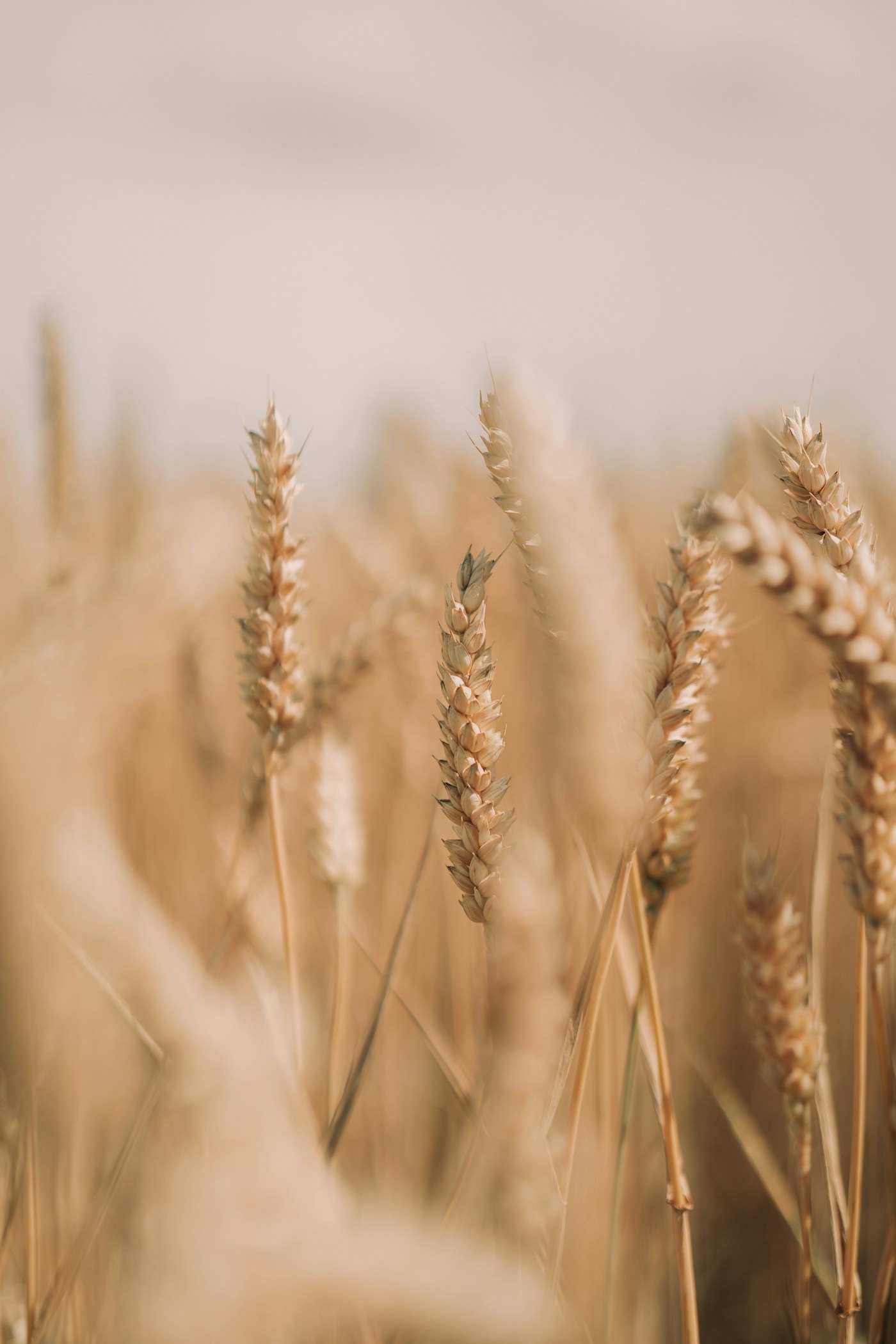 Golden grain ready for international commodity markets