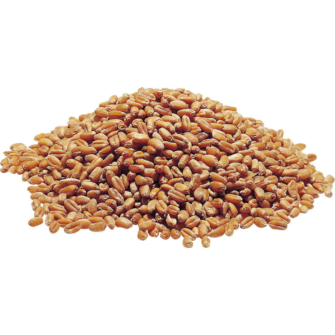 Wheat Durum » simm global