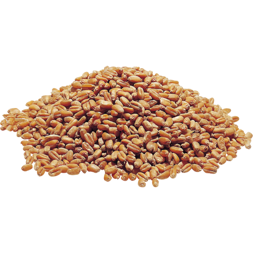 wheat-protein-nuo-8-69-pirkti-dabar